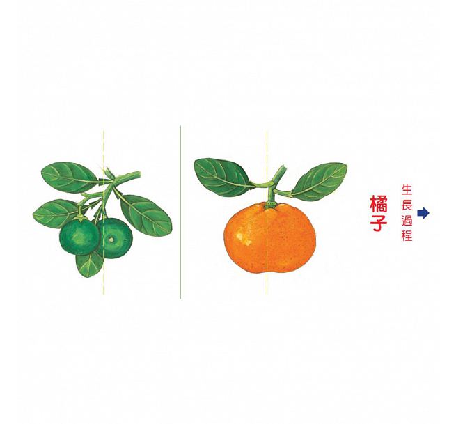 小種子，快長大-水果篇